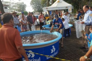 Foto - FEIRA DO PEIXE