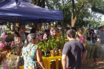 Foto - FEIRA DO PEIXE