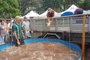 Foto - FEIRA DO PEIXE