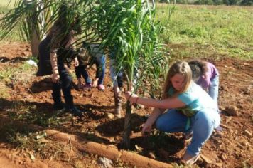 Foto - PLANTIO DE COQUEIROS