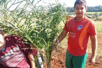 Foto - PLANTIO DE COQUEIROS