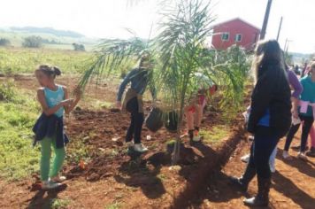 Foto - PLANTIO DE COQUEIROS