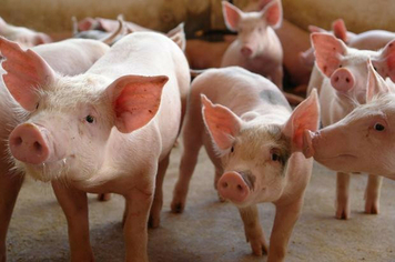 ACSURS DIVULGA RANKING DE ABATES DE SUÍNOS DE 2017